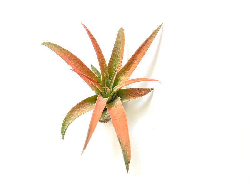 Air Plants