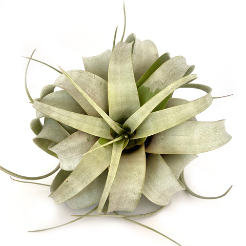 Xerographica or Other Huge Airplant