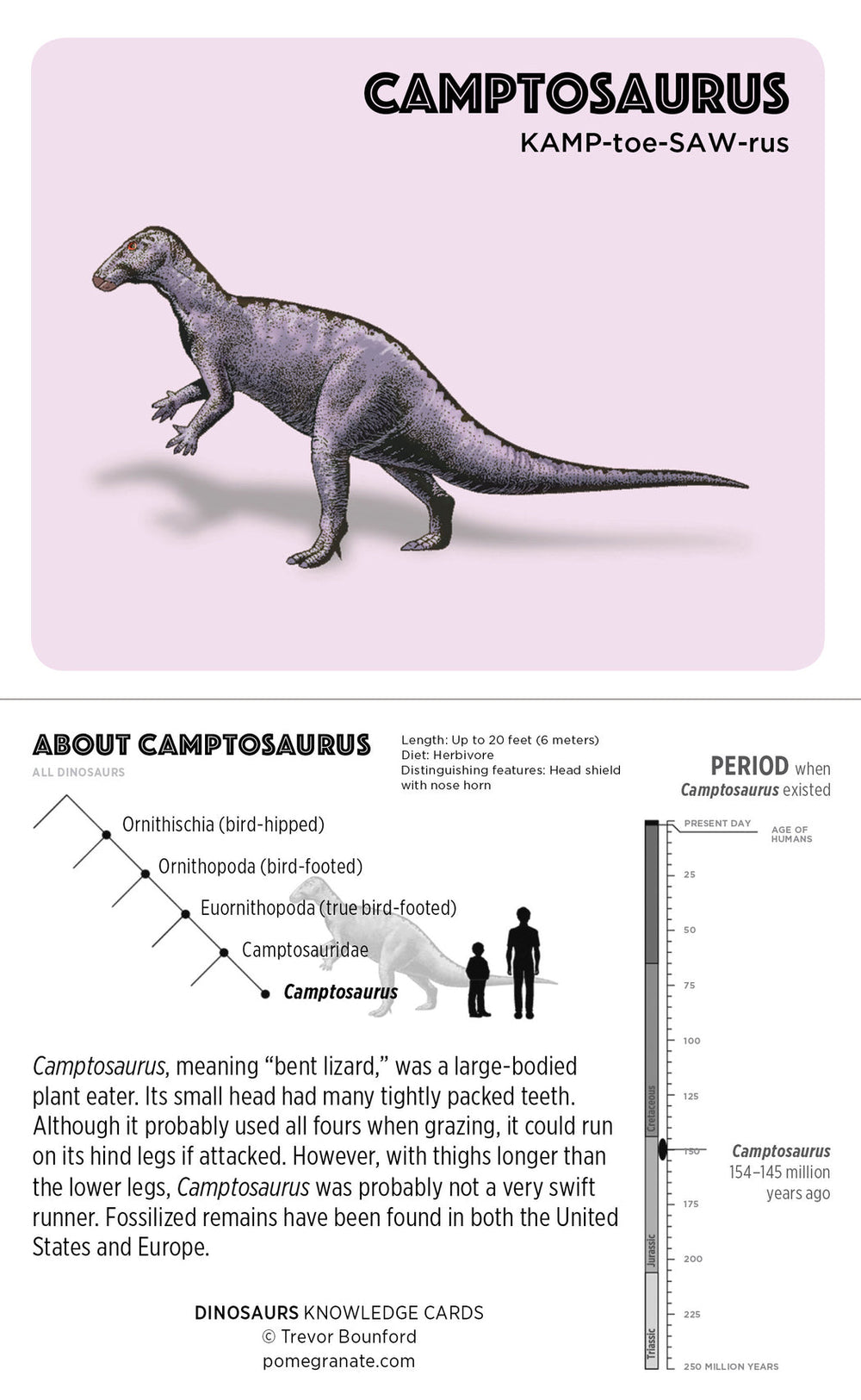 Illustration of a Camptosaurus, a large-bodied plant eater with a small head and tightly packed teeth. The text in Pomegranate's "Dinosaurs" provides facts about its classification, evolutionary development, period of existence (154-145 million years ago), and physical features. A size comparison chart is included.