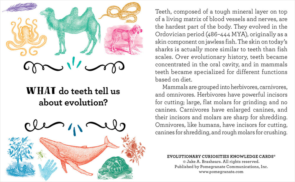 An educational card titled "Evolutionary Curiosities Knowledge Cards" from the Pomegranate series provides insights into how teeth evolved and adapted based on the diet of different animal groups over time. It includes illustrations of various animals and teeth types, such as a shark, mammoth, and a whale.